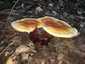 Pecsétviaszgomba (Ganoderma lucidum), Budai-hegység. Kemény, fás állagú, fénylő, lakkos felületű kalap és tönk
